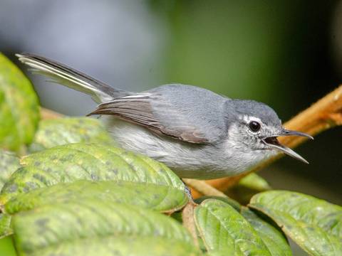 Aves de Ecuador podrían estar extinguiéndose por daños genéticos causados por la deforestación y la contaminación, según estudio 