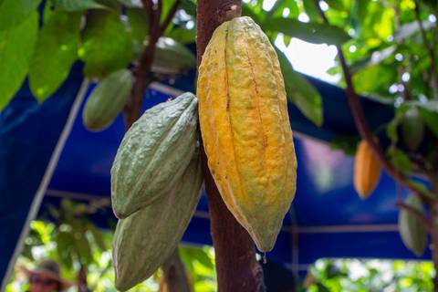Tras 20 años de investigación, el Iniap lanza nueva variedad de cacao que promete duplicar la producción 