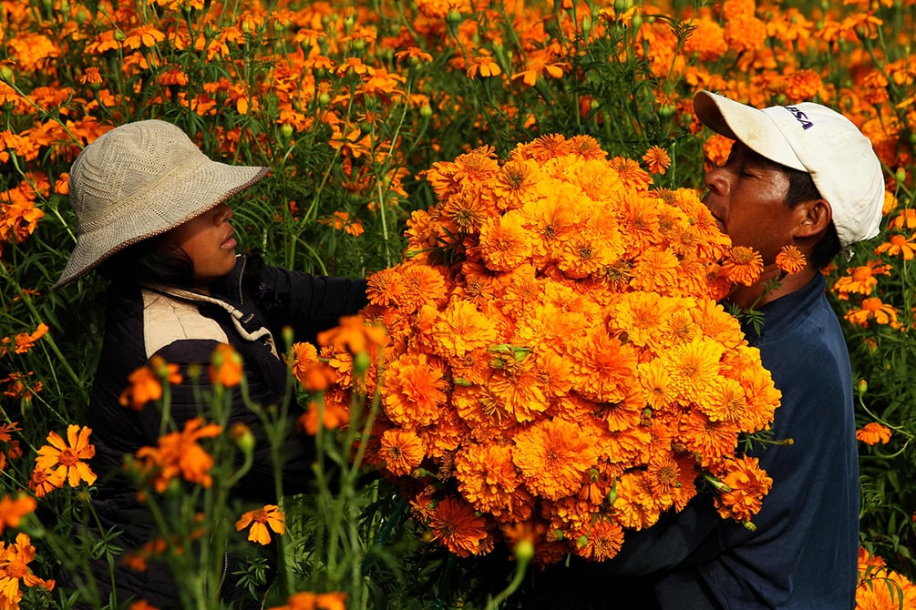 Cempasúchil, la flor que crea el camino entre la vida y la muerte en México  | Sociedad | La Revista | El Universo