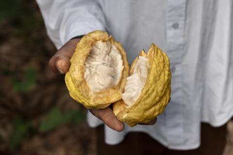 Tres estrategias para que los agricultores aprovechen el alto precio del cacao