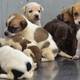 Campaña municipal busca un hogar para los perros rescatados en la Penitenciaría del Litoral