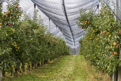 Los huertos urbanos dejan una huella de carbono seis veces mayor que los cultivos convencionales, indica estudio