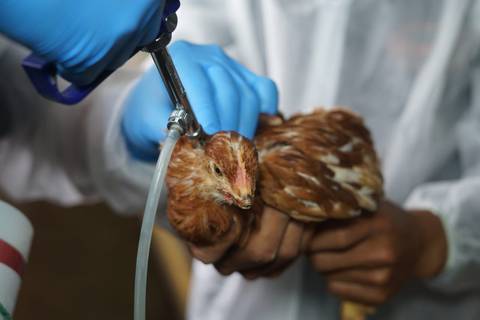 EE.UU. detecta su primer caso de gripe aviar en humanos transmitido por una vaca 