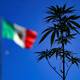 Qué representa la legalización de la marihuana para México