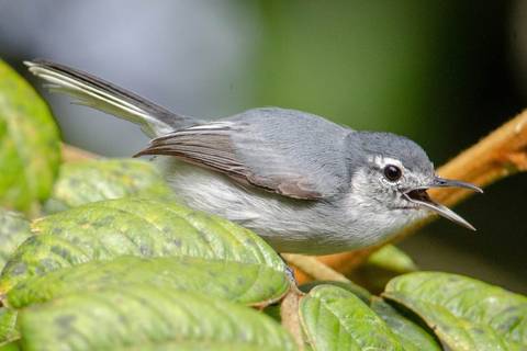 Aves de Ecuador podrían estar extinguiéndose por daños genéticos causados por la deforestación y la contaminación, según estudio 