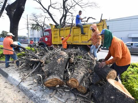 Alrededor de 1.800 árboles han recibido tratamiento contra la cochinilla en Guayaquil