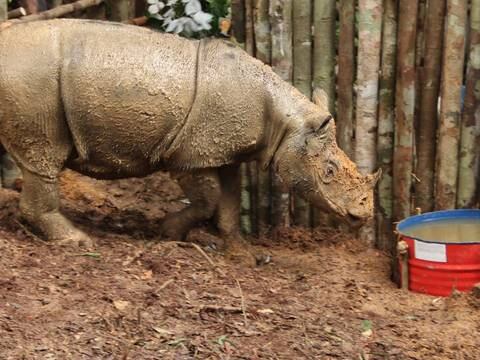 Primer contacto desde hace décadas con un rinoceronte raro en Borneo