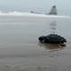 En Manabí nacen 4.900 neonatos de tortugas marinas de la especie ‘golfina’