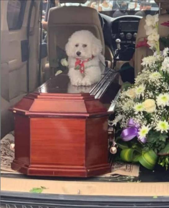 Scoty, el perrito que acompañó el féretro de su amo fallecido en accidente  en Pelileo | Ecuador | Noticias | El Universo