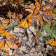 Población de mariposa monarca en México aumenta 144%