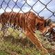 Tres tigres maltratados en refugio de México llegan a nuevo santuario