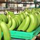 Ocho mercados compraron menos banano a Ecuador, pero Estados Unidos adquirió más