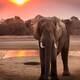 Gobierno de Namibia pone a la venta 170 elefantes, debido a la sequía