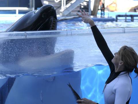 Florida: Murió la orca Tilikum que inspiró el documental ‘Blackfish’