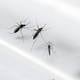 Cómo va el avance ecuatoriano de esterilizar mosquitos para enfrentar el dengue