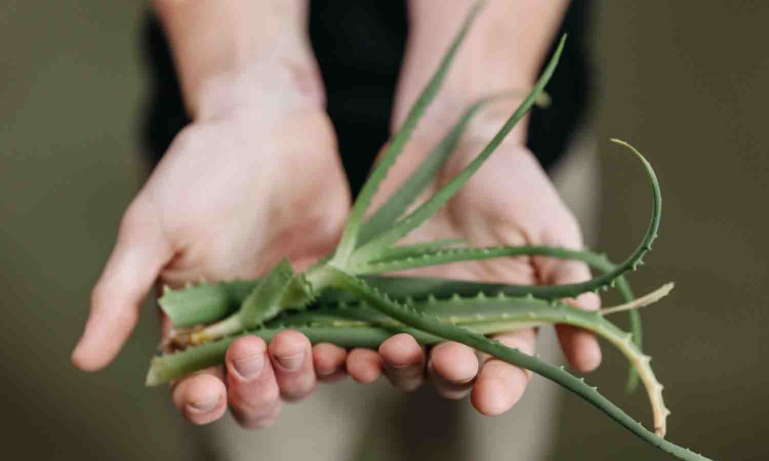 Bien educado ratón o rata pubertad Quieres hacer tu propio gel de aloe vera casero? Esta es la receta más fácil y efectiva para cuidar tu piel | Salud | La Revista | El Universo Bien educado ratón o rata pubertad Quieres hacer tu propio gel de aloe vera casero? Esta es la receta más fácil y efectiva para cuidar tu piel | Salud | La Revista | El Universo