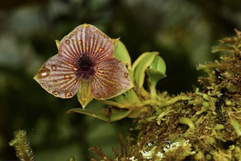 Científicos descubren nueva especie de orquídea amenazada en los bosques andinos de Ecuador