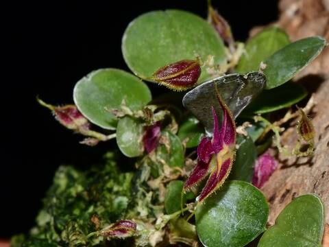 Tres nuevas especies de orquídeas descubiertas en Ecuador, en las provincias de Azuay y Zamora Chinchipe