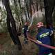Bomberos griegos luchan contra importantes incendios forestales en Eubea y Olimpia