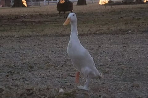 Prótesis creada por estudiantes de Arkansas permite a un pato caminar con normalidad