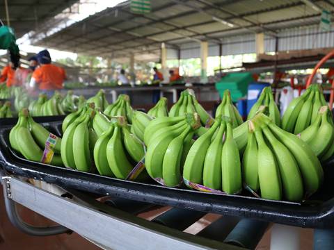 Misión de autoridades ecuatorianas viajará a Rusia para solucionar impase por el banano 