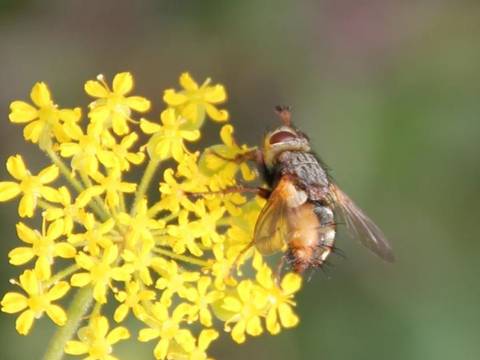 Flores silvestres prescinden cada vez más de los insectos polinizadores, indican científicos