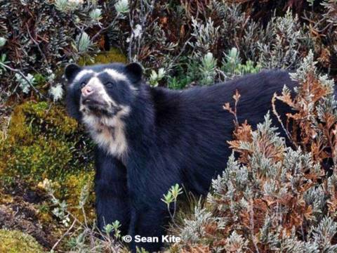 Animales en peligro de extinción en Ecuador: oso de anteojos
