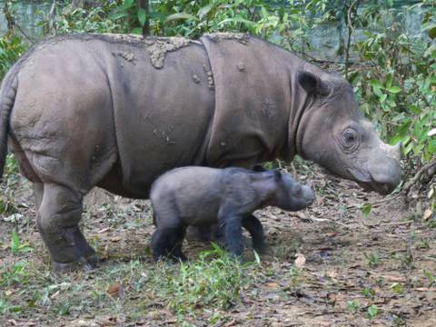 Nace una cría de especie de rinoceronte en vía de extinción