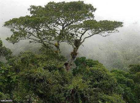 Los árboles talados también provocan el efecto invernadero | Ecología | La  Revista | El Universo