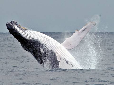 Se inicia festival de ballenas en Puerto López, Ecuador ante Chile, entre las noticias de este viernes 21 de junio de 2019