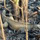 Informe revela muerte de 13 iguanas por fuego