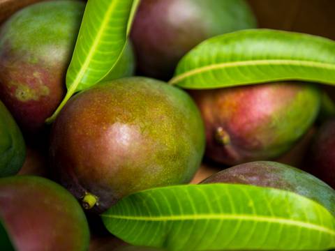 Una visita al árbol Haden, tatarabuelo de los mangos de exportación