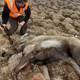 Funcionarios de Alaska sacrifican a un alce infectado con rabia del zorro ártico, el primer caso registrado en América del Norte 