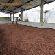 Calceta despunta con el cultivo de cacao orgánico