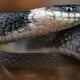 Nueva especie endémica de serpiente cafetera fue descubierta en los bosques de la Sierra en Ecuador