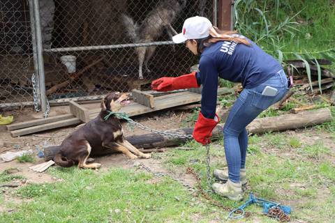 ‘Indignante’, ‘doloroso’, ‘los culpables son los dueños irresponsables’, algunas de las reacciones sobre la aplicación de la eutanasia a la mitad de mascotas rescatadas de las calles de Quito
