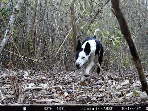 Aumenta la lista de fauna silvestre afectada por enfermedades transmitidas por los perros asilvestrados en el Bosque Protector Cerro Blanco