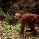 Plan para salvar a primates de Ecuador, propone grupo de científicos