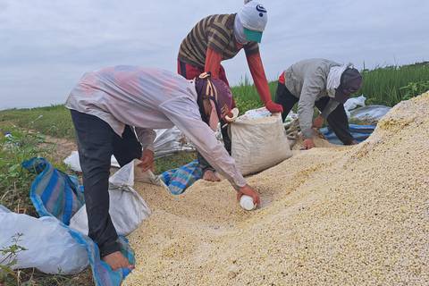 Prefectura del Guayas indica que el arroz que se produce en la provincia no representa un riesgo para la salud