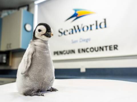 Una cría hembra de pingüino emperador nació en Sea World por primera vez desde 2010