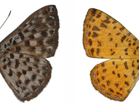 Así es la nueva especie de mariposa en Ecuador: científicos aseguran que su comportamiento es ‘fascinante’