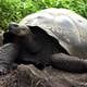 Galápagos: La cedrela, este árbol invasor podría afectar la migración de tortugas amenazadas del archipiélago