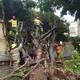 La lluvia provocó la caída de árboles en el norte de Guayaquil