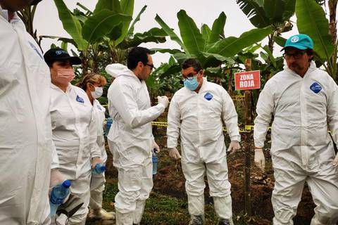 Comisión de la FAO recorre fincas en seis provincias del Ecuador para capacitar a productores de banano, plátano y aguacate 
