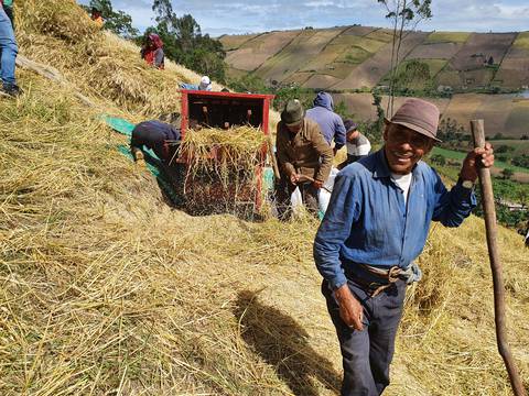 Ritual de la cosecha de trigo que se resiste a desaparecer en una comunidad en Quito