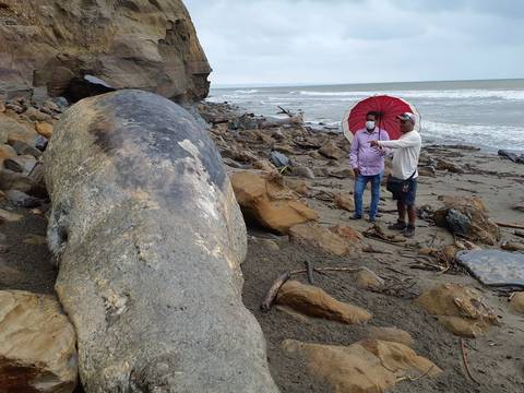 Ballena de la especie cachalote fue hallada muerta en zona de Muisne