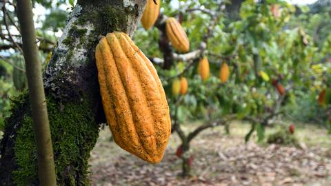 Tonelada de cacao baja a $ 7.000 en mercado internacional, ¿terminaron los precios récords?