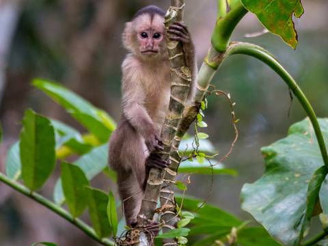 Tráfico de fauna silvestre para tenerlos como ‘mascotas’, entre motivos para que especies continúen en ‘peligro crítico’ en Ecuador 