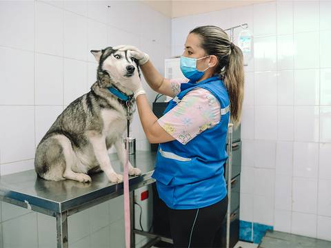 Directora de Bienestar Animal espera aprobación de nueva ordenanza para la protección de animales en Guayaquil