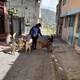 ‘Debemos atacar los criaderos clandestinos de animales’: en ocho pasajes de la etapa E de Carapungo  hay más de 150 perros abandonados